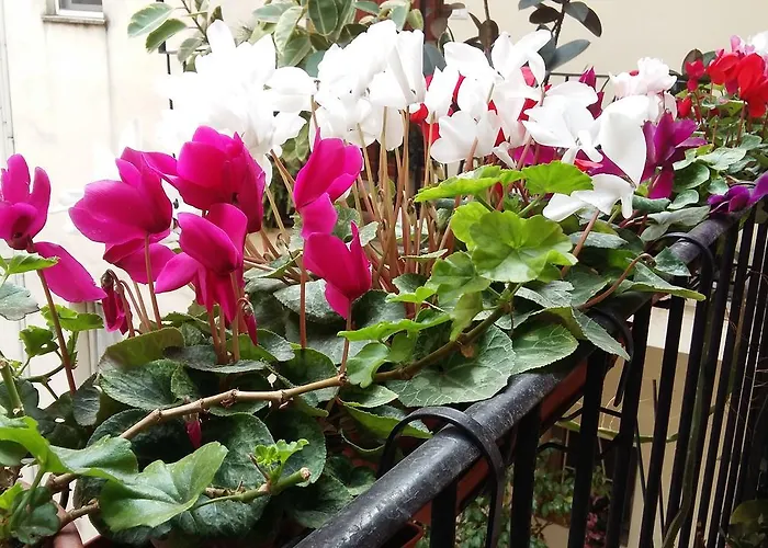Appartamento Lilium House Aventino